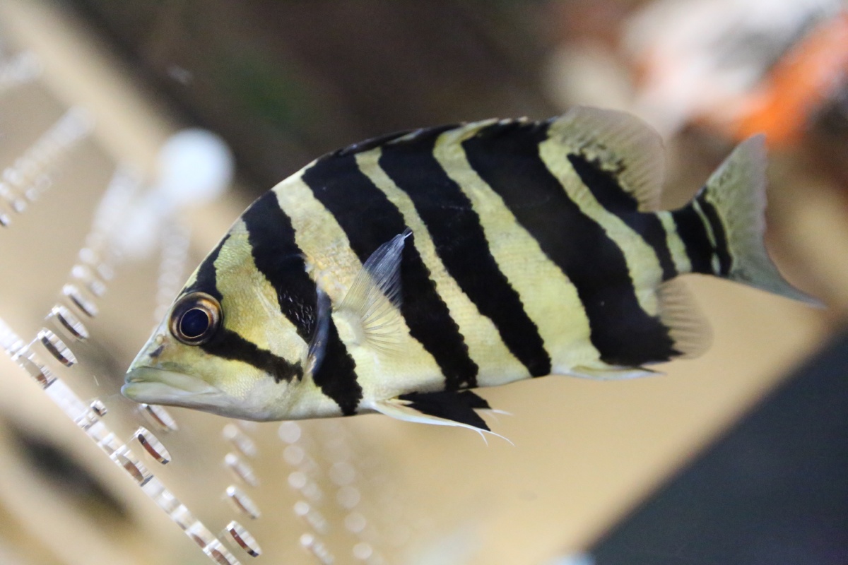 虎鱼(tigerfish)&吃垃圾的鱼儿 - 小贝小朋友 - 图虫