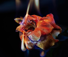 597