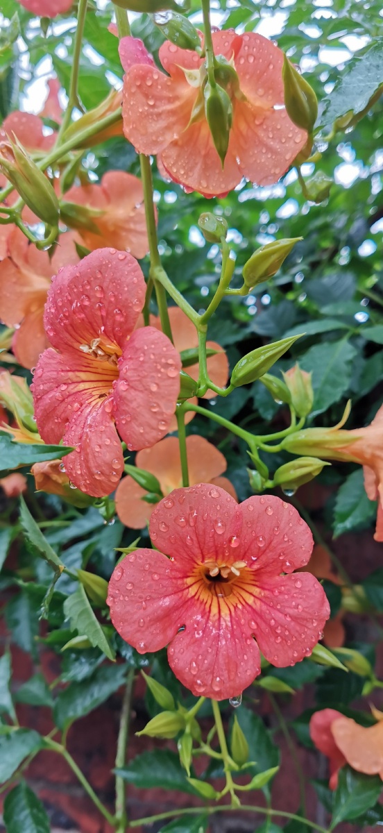 雨后的凌霄花