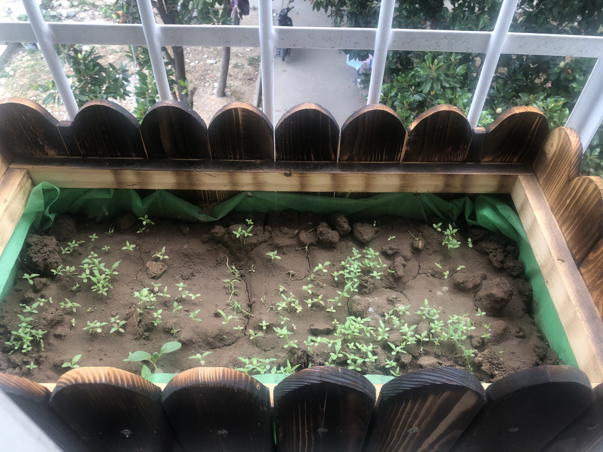 每天一张,记录雏菊从种子到爆盆全过程,持续更新 - 曾地 - 图虫