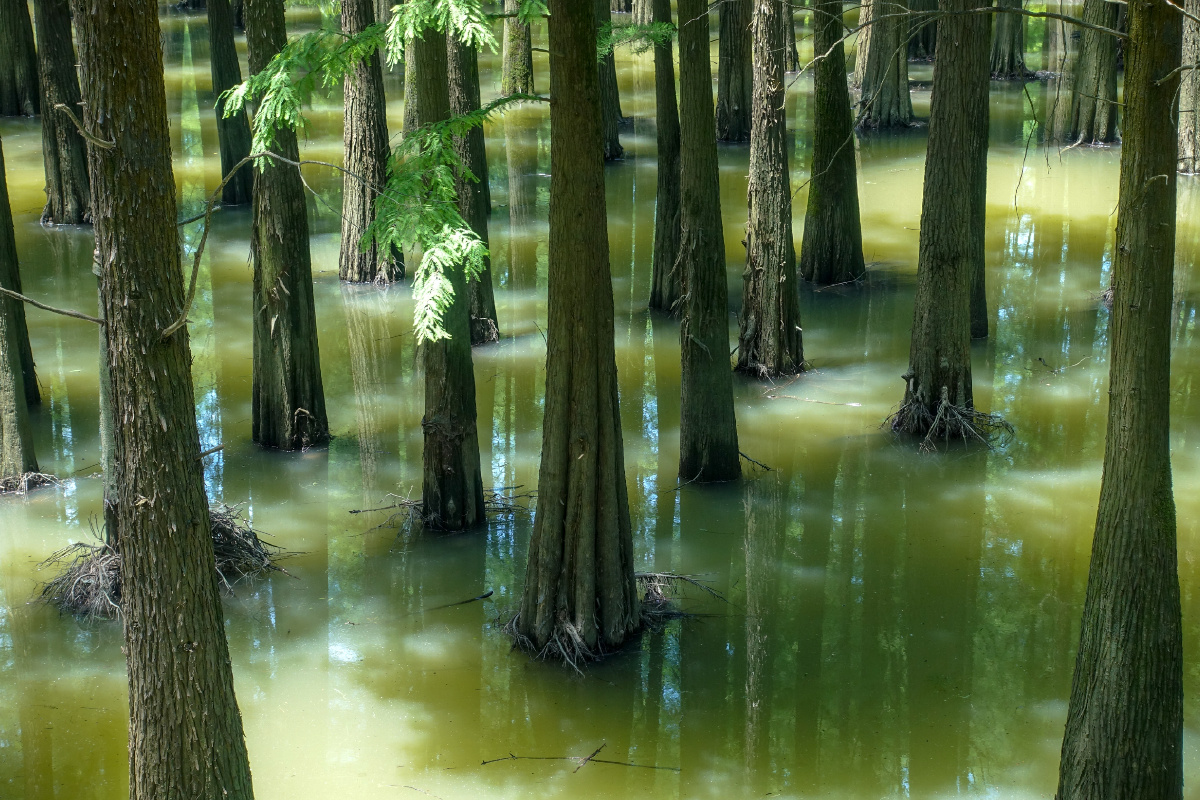 杭州临安青山湖之水上森林