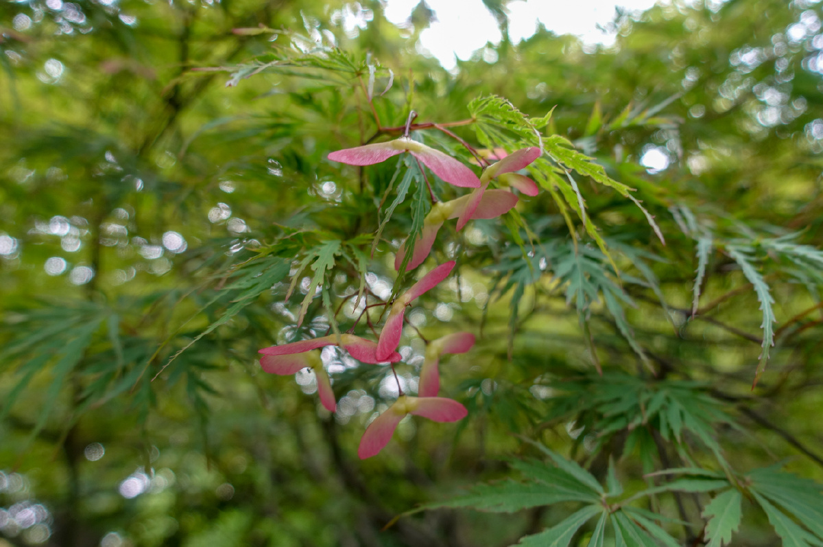 第一次见到羽毛枫的花
