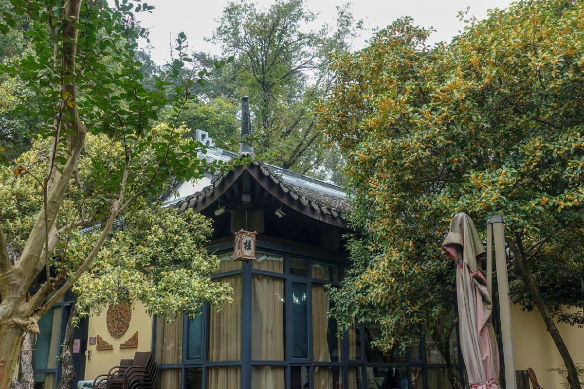 杭州石屋洞桂花飘香
