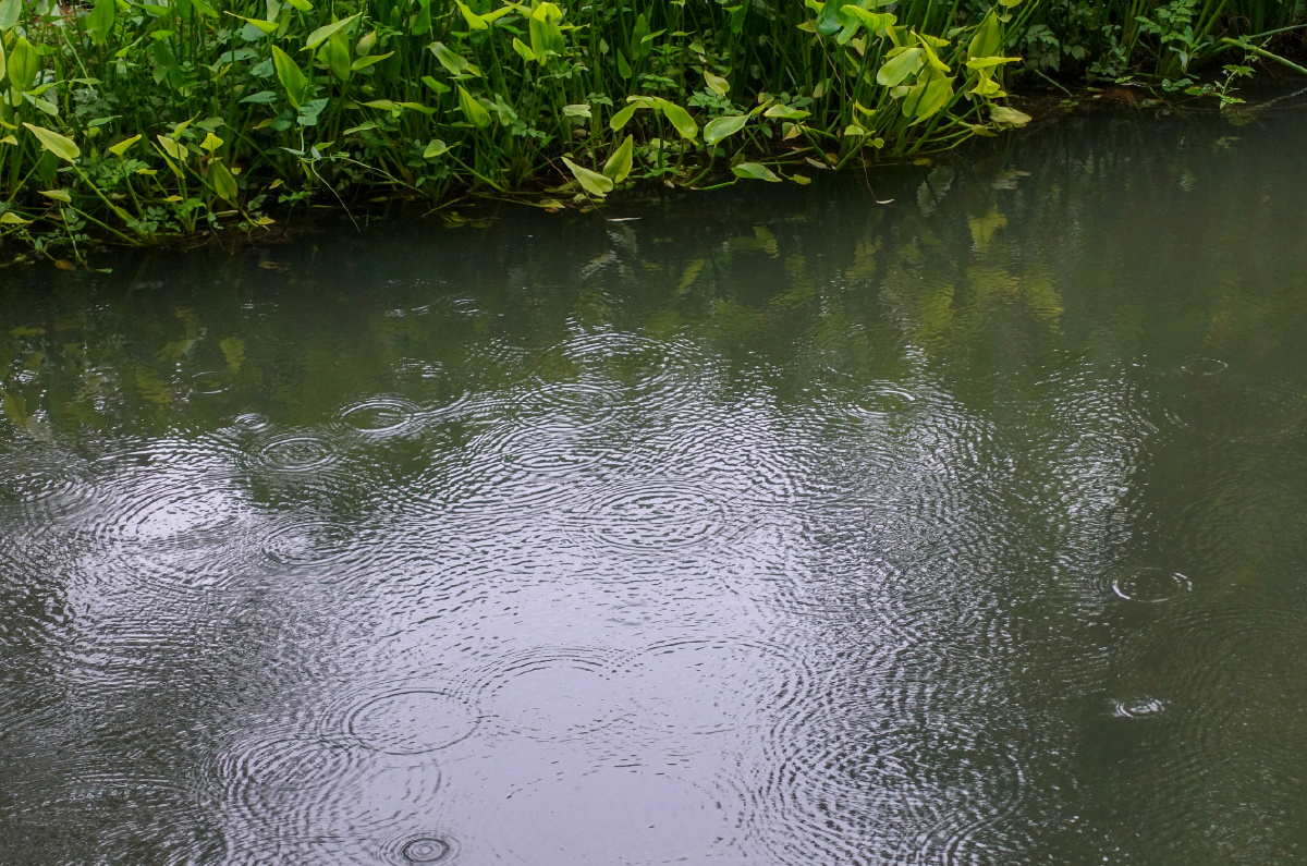 雨天的杭州柳浪闻莺