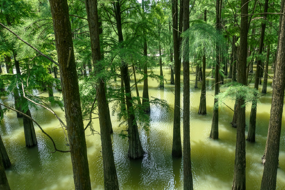 杭州临安青山湖之水上森林