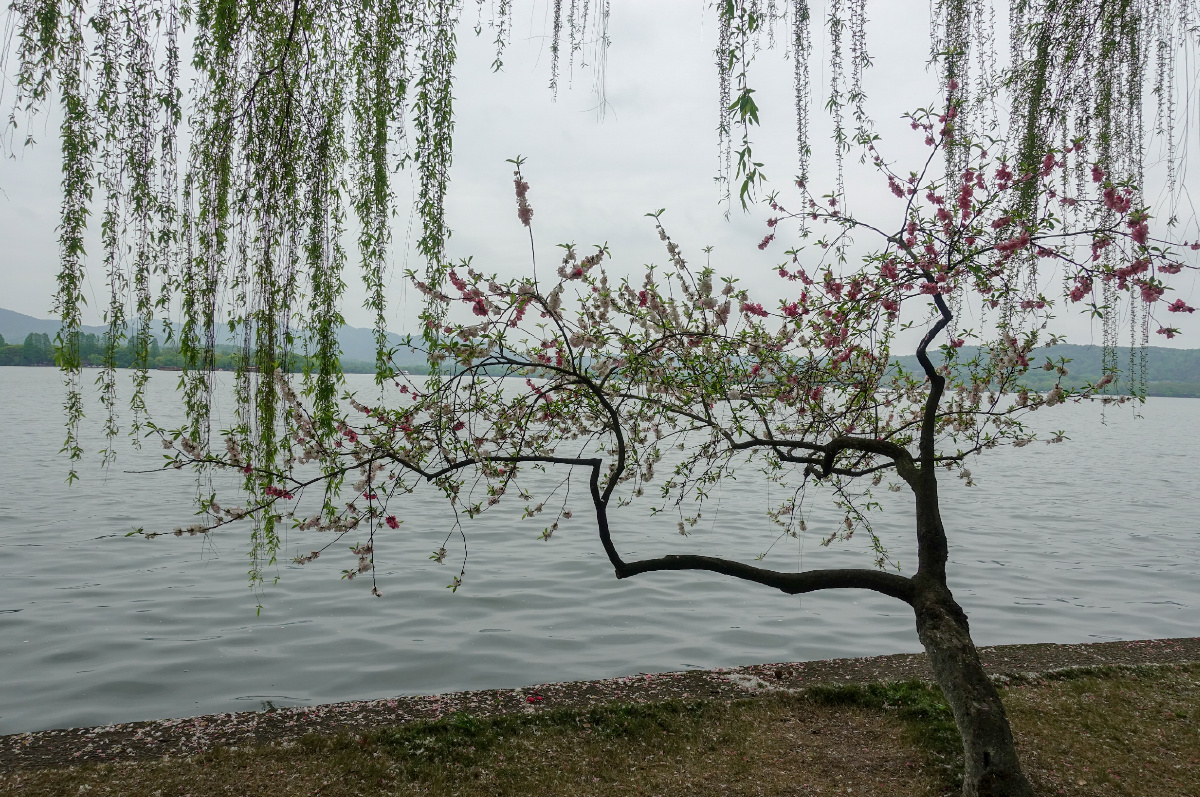 杭州西湖边柳浪闻莺之春色满园