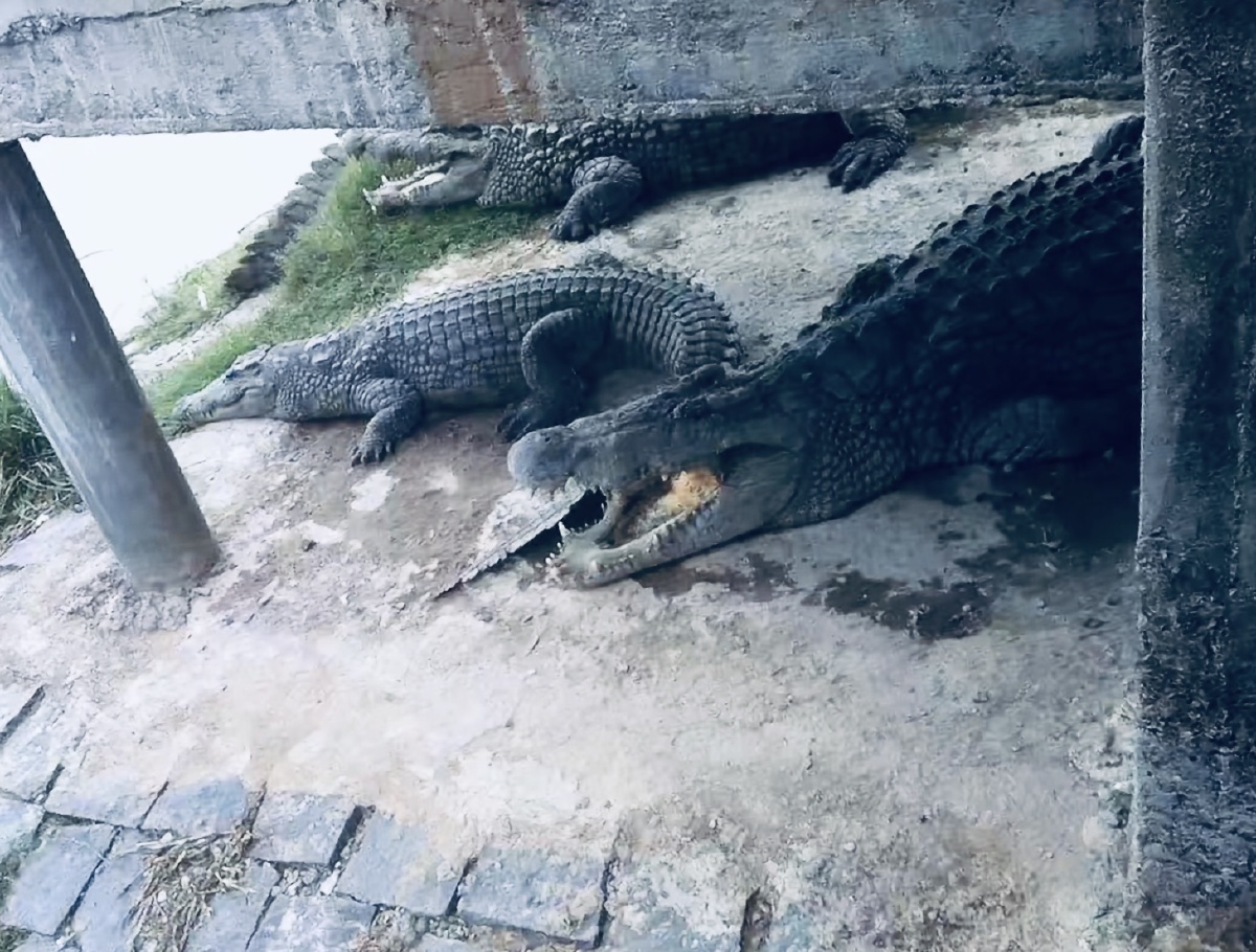 antananarivo鳄鱼公园
