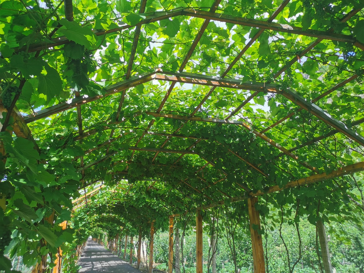 七夕节前葡萄架下听私语