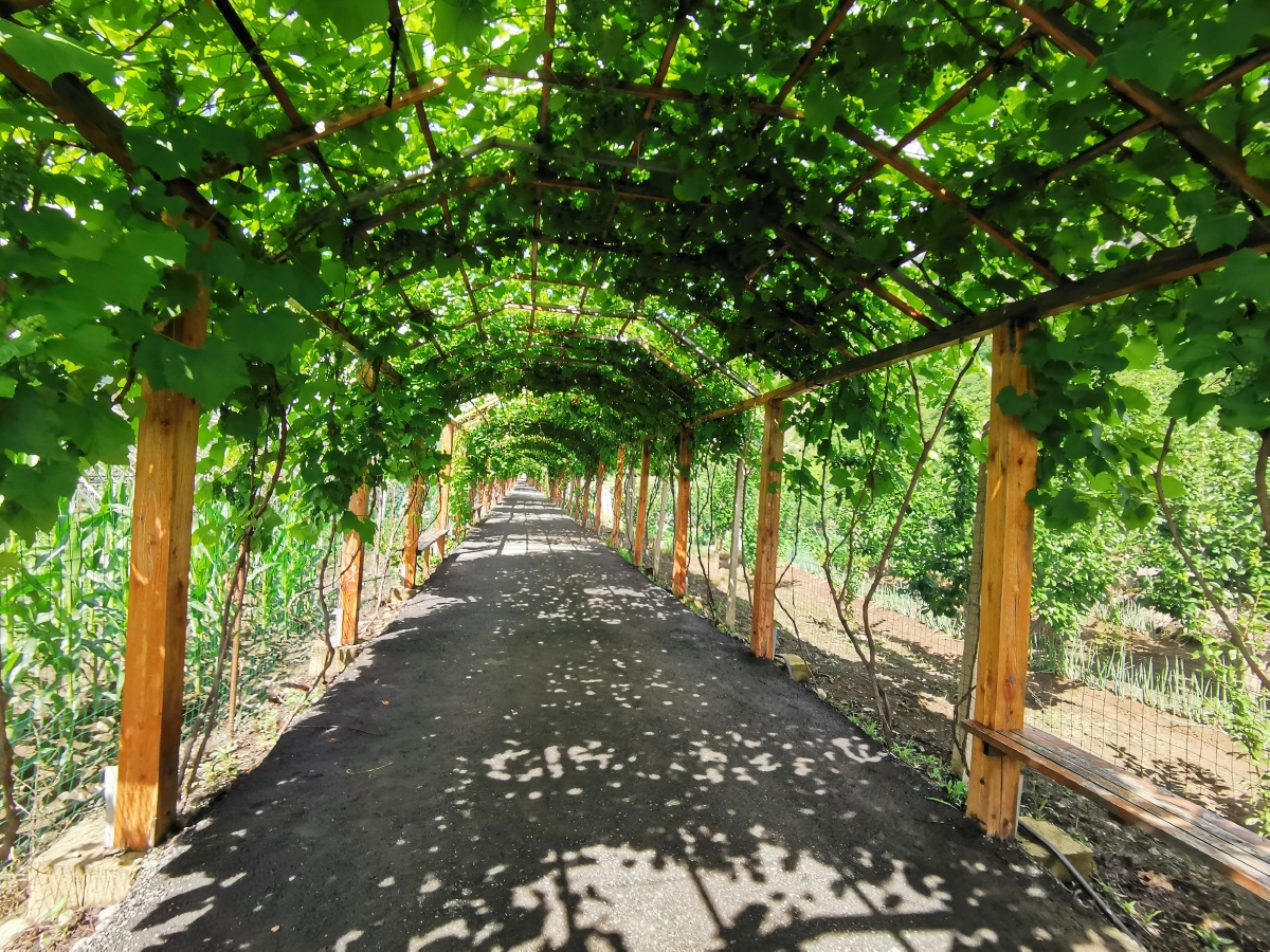 七夕节前葡萄架下听私语