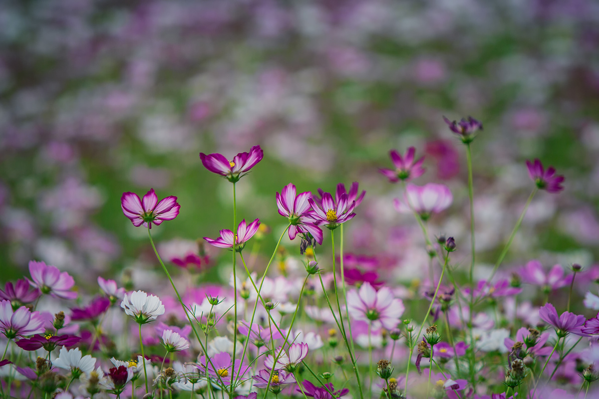 秋英cosmosbipinnatacav