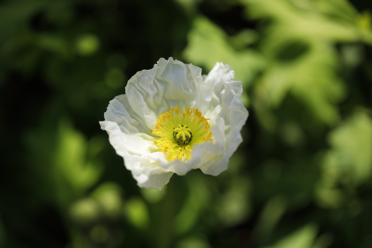 白虞美人真是肤光胜雪体态婀娜的绝代佳人啊