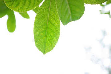 SDIM0237
