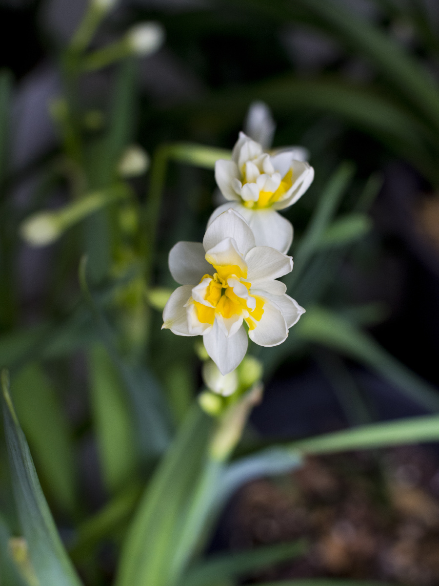 水仙花开