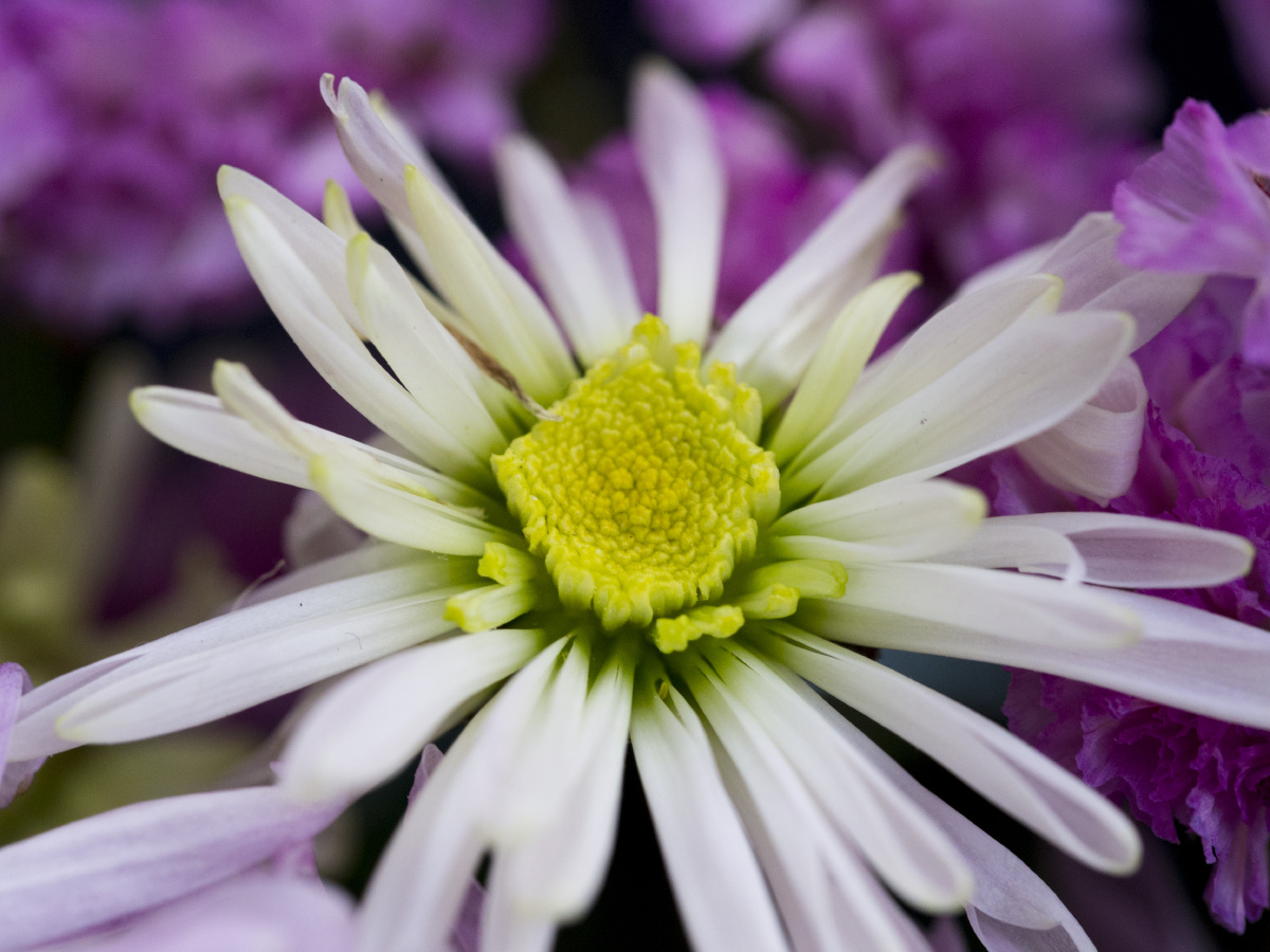 原创科创板|四过四！华特股份、紫晶存储、万德斯、龙软科技IPO申请过会