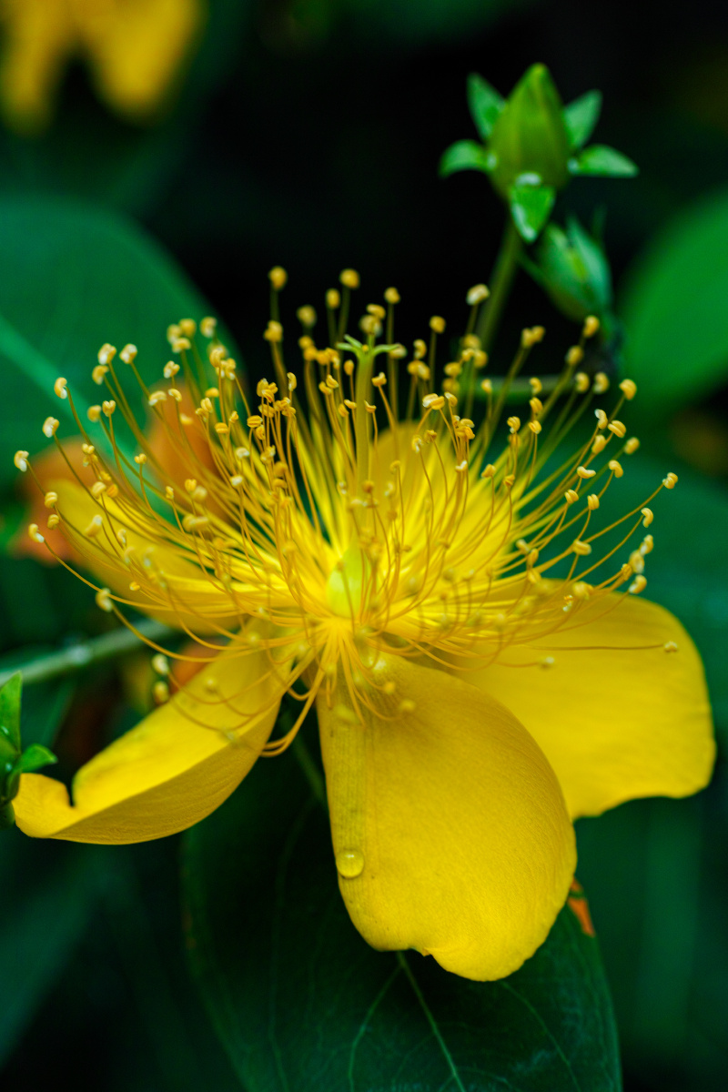 夏日里的黄丝桃