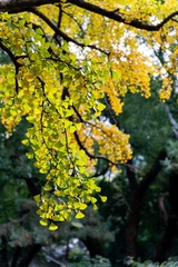 20201129ILCE7R2-_DSC4479