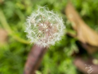 20150424-_4240001