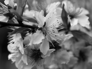 20170401-_4010096