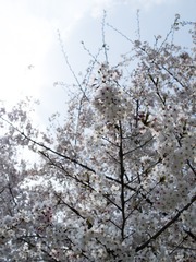 20170401-_4010130