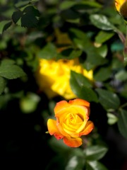 20170429-_4290034