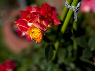 20170429-_4290048