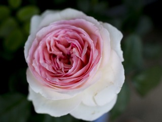 20170429-_4290043