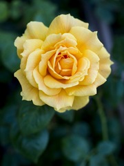 20170429-_4290040