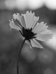 20170509-_5090015