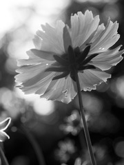 20170509-_5090034