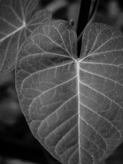 20170629-_6290028