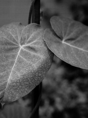 20170629-_6290029