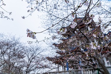 20210318a7C-_DSC0327