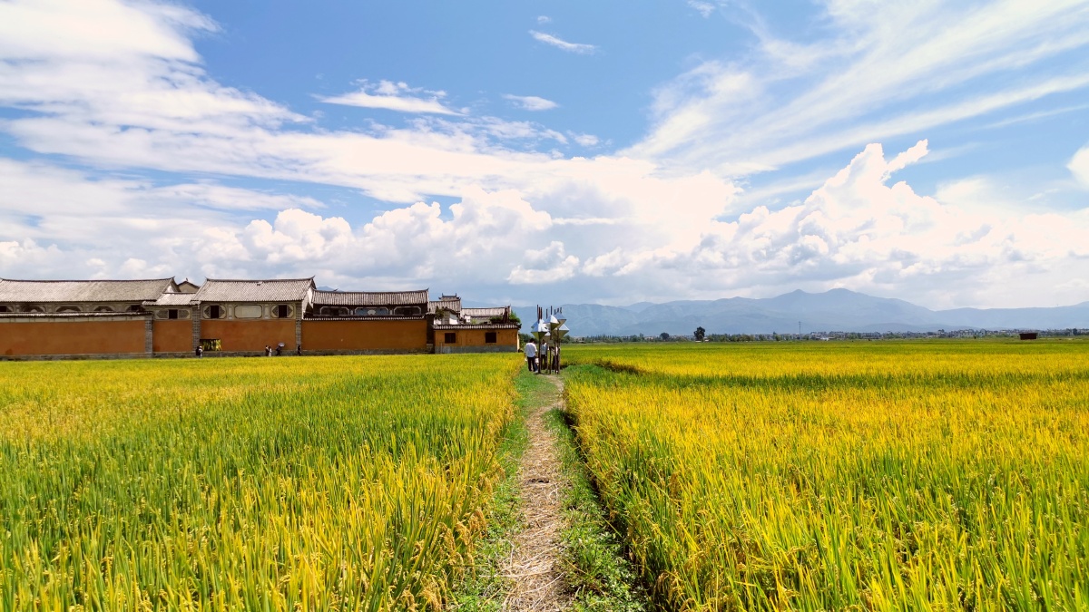 大理喜洲古镇外的稻田