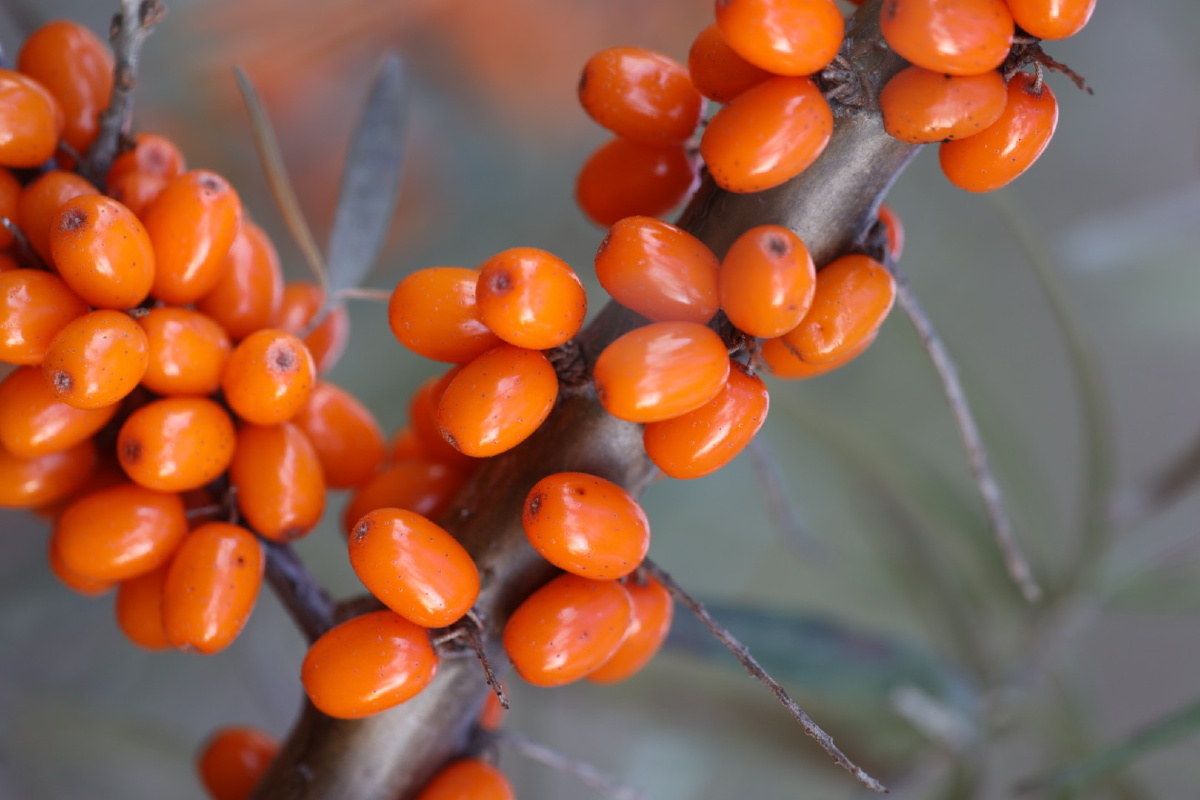 沙棘果