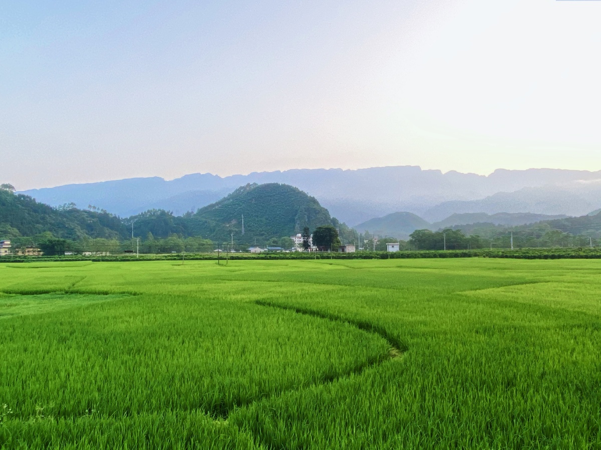 稻田里漫步感受夏季的虫鸣