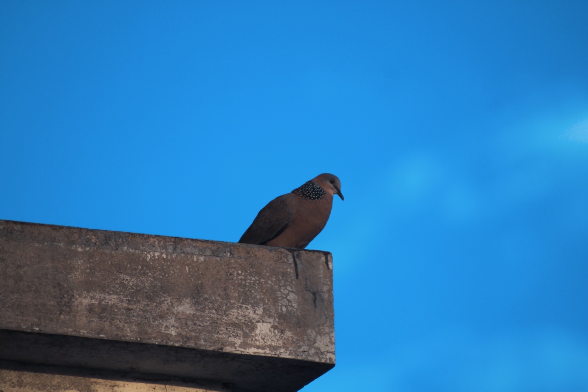 拍到的第一只鸟 - 爱摄影的娄娄 - 图虫