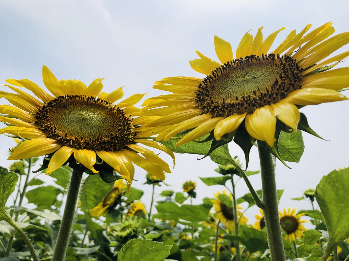 朵朵向日葵日日迎朝阳