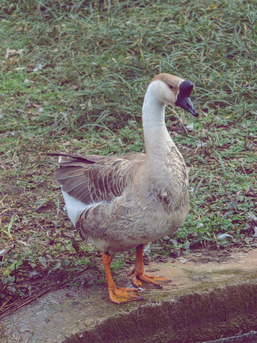 公园里的大胖鹅.