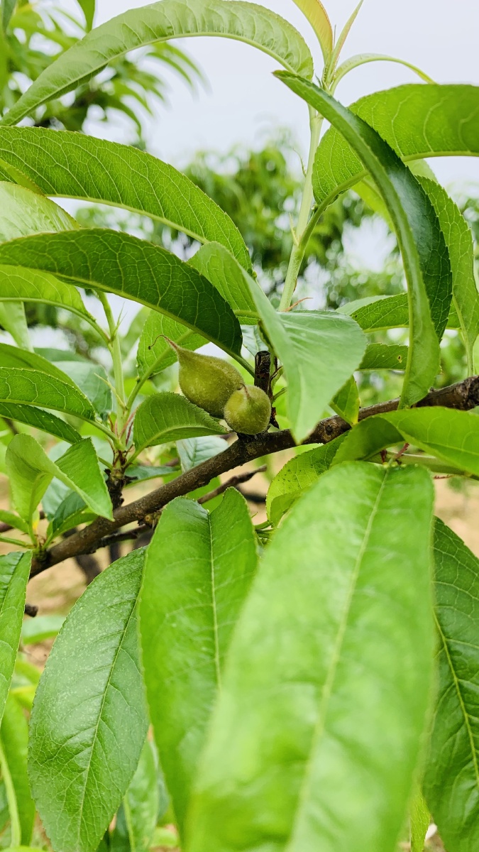桃花四散飞,桃子压枝垂