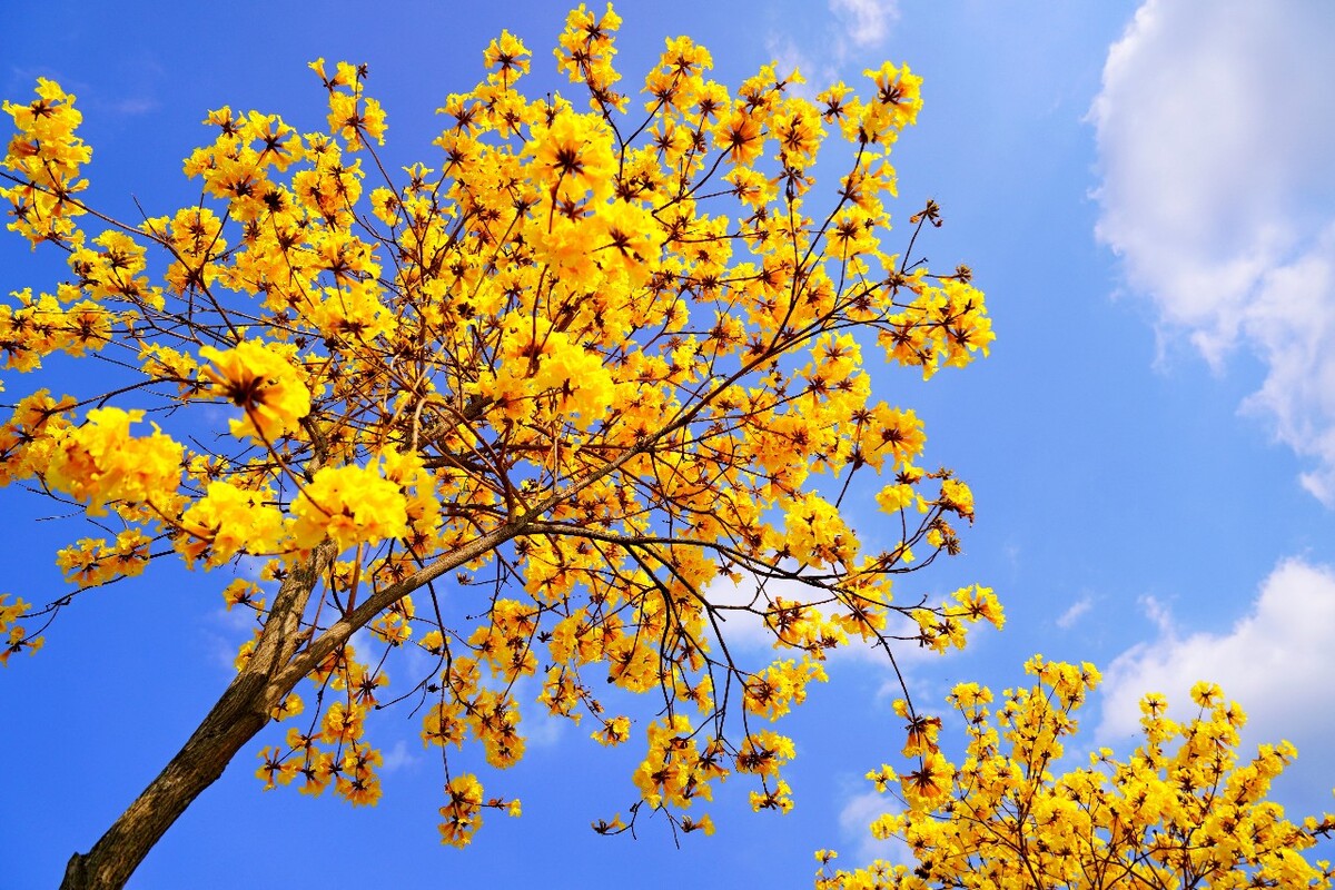 赞美黄花风铃图片