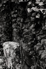 _IMG1023_DxO