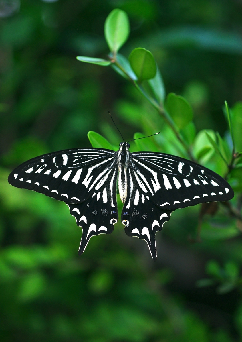 黑蝴蝶 - 江南好人 - 图虫