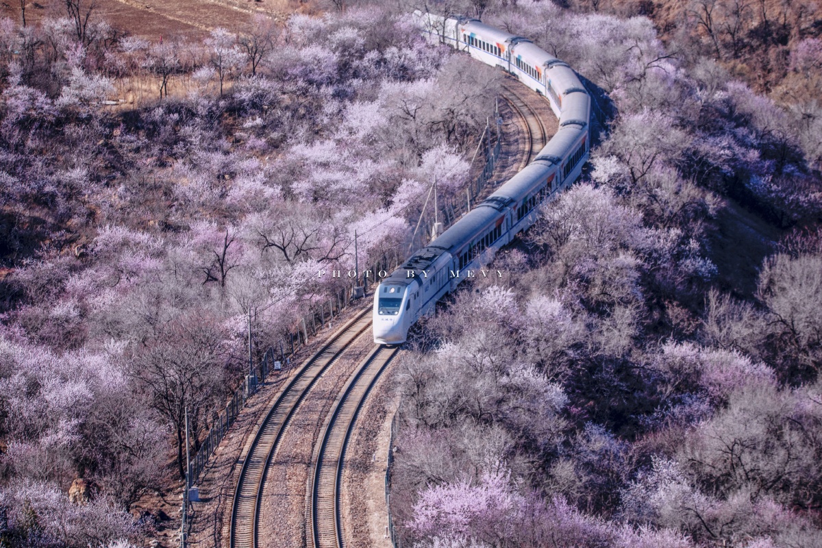春天里,居庸关长城花海,列车缓缓驶过花海