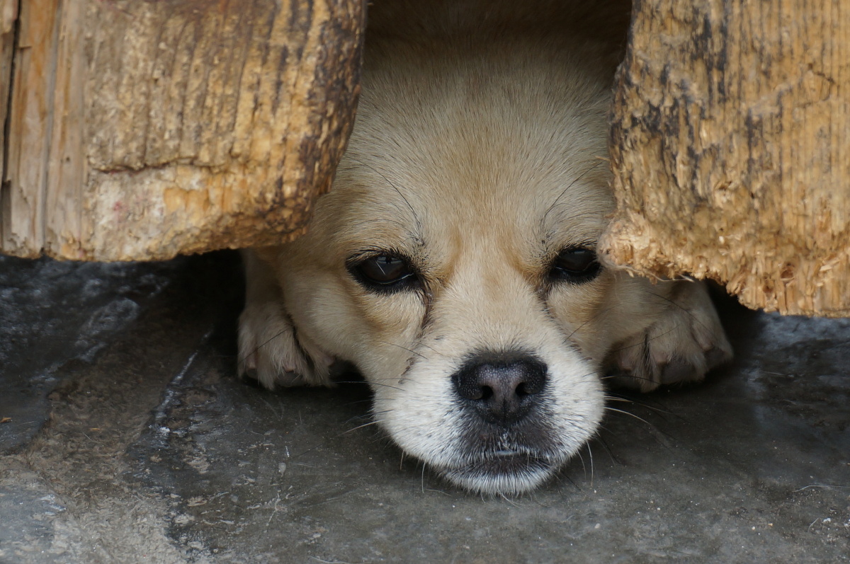 渴望出来的眼神 - 蓝颜色的牙 - 图虫
