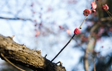 _SDI0288_DxO1111