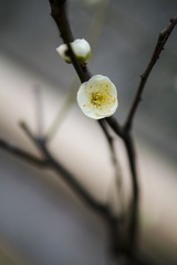 _SDI0454