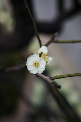 _SDI0462