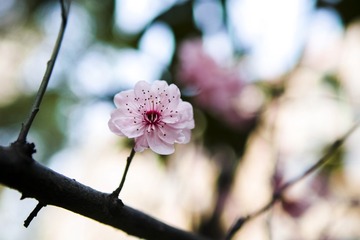 _SDI0520