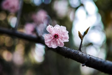 _SDI0524