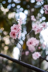 _SDI0525
